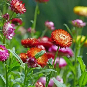 Swiss Giants Mix Strawflower Seeds - Perennial Flower Seeds - Non-GMO - Image 4