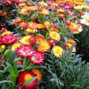 Swiss Giants Mix Strawflower Seeds - Perennial Flower Seeds - Non-GMO - Image 5