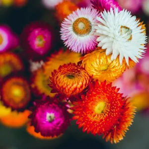 Swiss Giants Mix Strawflower Seeds - Perennial Flower Seeds - Non-GMO - Image 6