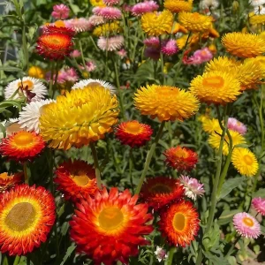 Swiss Giants Mix Strawflower Seeds - Perennial Flower Seeds - Non-GMO - Image 7