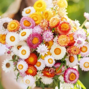 Swiss Giants Mix Strawflower Seeds - Perennial Flower Seeds - Non-GMO - Image 8