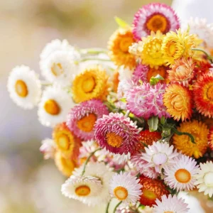 Swiss Giants Mix Strawflower Seeds - Perennial Flower Seeds - Non-GMO - Image 9