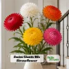 Swiss Giants Mix Strawflower Seeds - Perennial Flower Seeds - Non-GMO - Image 1