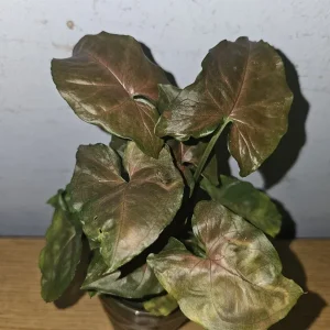Syngonium Maria Live Plant - Bronze Arrowhead - 4 inch Pot - Indoor/Outdoor - Image 1