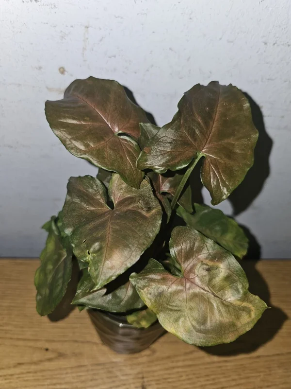 Syngonium Maria Live Plant - Bronze Arrowhead - 4 inch Pot - Indoor/Outdoor - Image 1