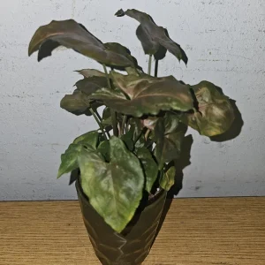 Syngonium Maria Live Plant - Bronze Arrowhead - 4 inch Pot - Indoor/Outdoor - Image 2