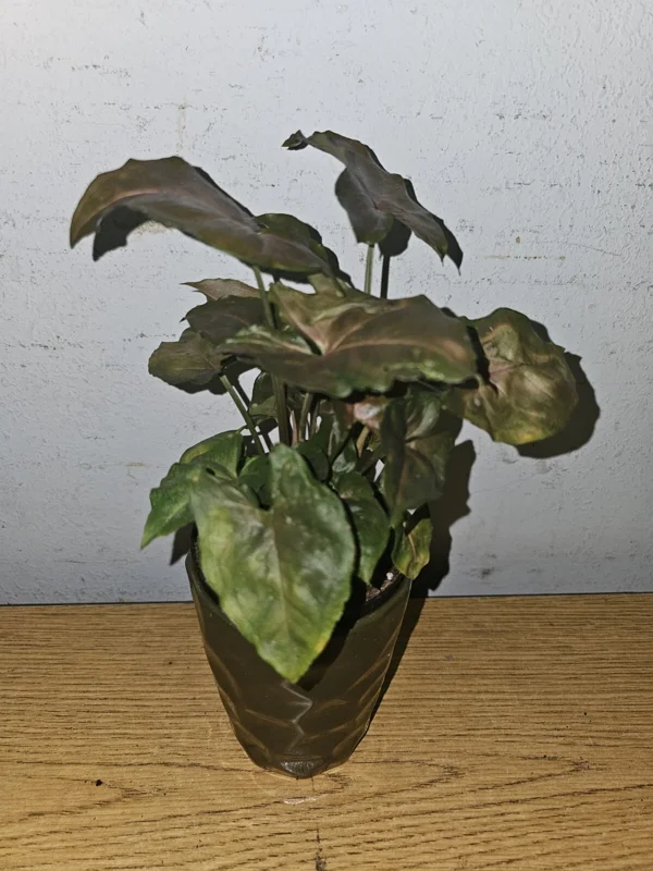 Syngonium Maria Live Plant - Bronze Arrowhead - 4 inch Pot - Indoor/Outdoor - Image 2