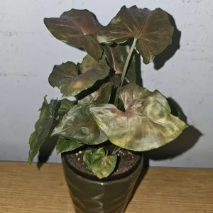 Syngonium Maria Live Plant - Bronze Arrowhead - 4 inch Pot - Indoor/Outdoor - Image 3