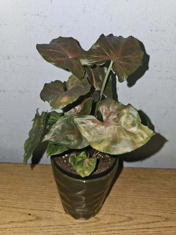 Syngonium Maria Live Plant - Bronze Arrowhead - 4 inch Pot - Indoor/Outdoor - Image 3