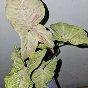 Syngonium Milk Confetti Live Plant in 4 inch Pot – Variegated Arrowhead Vine - Image 2
