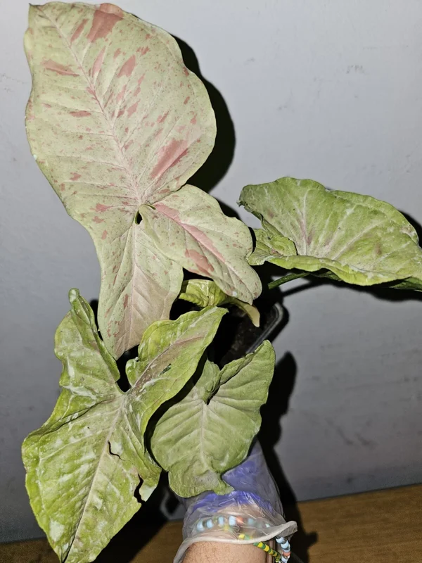 Syngonium Milk Confetti Live Plant in 4 inch Pot – Variegated Arrowhead Vine - Image 2