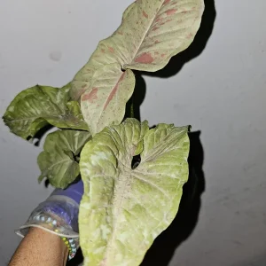 Syngonium Milk Confetti Live Plant in 4 inch Pot – Variegated Arrowhead Vine - Image 3