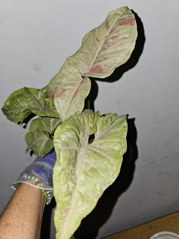 Syngonium Milk Confetti Live Plant in 4 inch Pot – Variegated Arrowhead Vine - Image 3