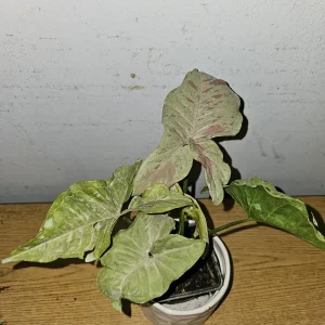 Syngonium Milk Confetti Live Plant in 4 inch Pot – Variegated Arrowhead Vine - Image 4