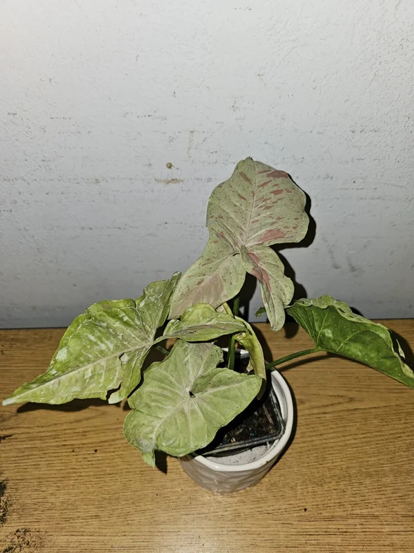 Syngonium Milk Confetti Live Plant in 4 inch Pot – Variegated Arrowhead Vine - Image 4