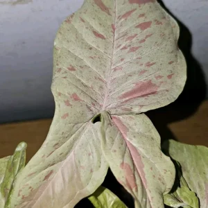 Syngonium Milk Confetti Live Plant in 4 inch Pot – Variegated Arrowhead Vine - Image 1