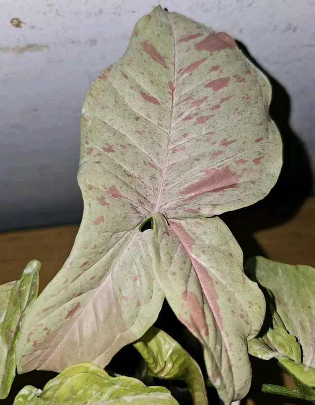 Syngonium Milk Confetti Live Plant in 4 inch Pot – Variegated Arrowhead Vine - Image 1