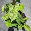 Syngonium Mojito Live Plant - Variegated Arrowhead Plant in 4 Inch Pot, Indoor/Outdoor - Image 1