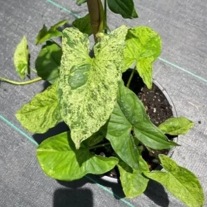 Syngonium Mojito Live Plant - Variegated Arrowhead Plant in 4 Inch Pot, Indoor/Outdoor - Image 1