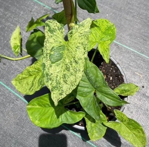 Syngonium Mojito Live Plant - Variegated Arrowhead Plant in 4 Inch Pot, Indoor/Outdoor - Image 1