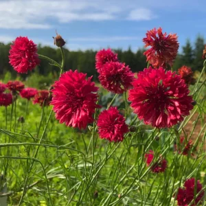 Tall Red Cornflower Seeds - Bachelor Button Red Wildflower (30 Seeds) Annual - Image 10