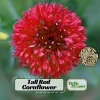 Tall Red Cornflower Seeds - Bachelor Button Red Wildflower (30 Seeds) Annual - Image 1