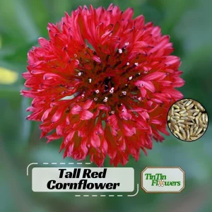 Tall Red Cornflower Seeds - Bachelor Button Red Wildflower (30 Seeds) Annual - Image 1