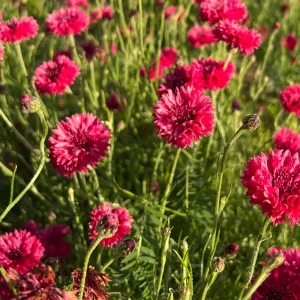 Tall Red Cornflower Seeds - Bachelor Button Red Wildflower (30 Seeds) Annual - Image 11