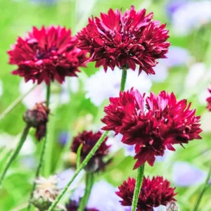 Tall Red Cornflower Seeds - Bachelor Button Red Wildflower (30 Seeds) Annual - Image 12