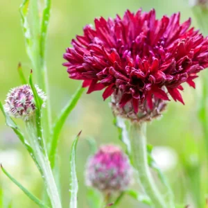 Tall Red Cornflower Seeds - Bachelor Button Red Wildflower (30 Seeds) Annual - Image 13