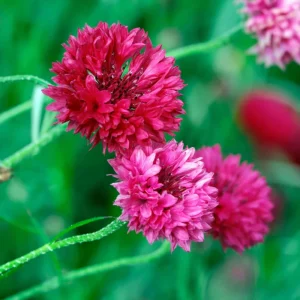 Tall Red Cornflower Seeds - Bachelor Button Red Wildflower (30 Seeds) Annual - Image 14
