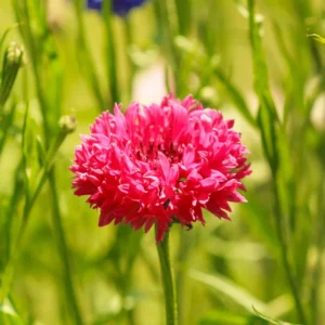 Tall Red Cornflower Seeds - Bachelor Button Red Wildflower (30 Seeds) Annual - Image 15
