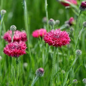 Tall Red Cornflower Seeds - Bachelor Button Red Wildflower (30 Seeds) Annual - Image 2