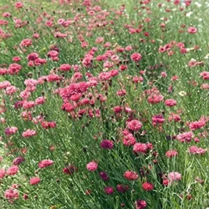 Tall Red Cornflower Seeds - Bachelor Button Red Wildflower (30 Seeds) Annual - Image 3