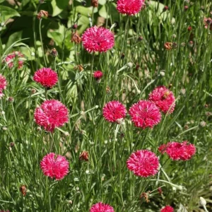 Tall Red Cornflower Seeds - Bachelor Button Red Wildflower (30 Seeds) Annual - Image 4
