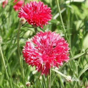 Tall Red Cornflower Seeds - Bachelor Button Red Wildflower (30 Seeds) Annual - Image 5