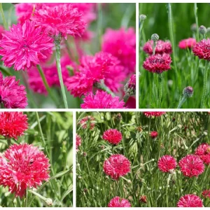 Tall Red Cornflower Seeds - Bachelor Button Red Wildflower (30 Seeds) Annual - Image 6