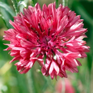 Tall Red Cornflower Seeds - Bachelor Button Red Wildflower (30 Seeds) Annual - Image 7