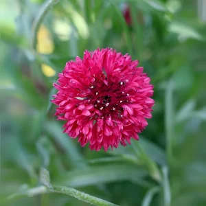 Tall Red Cornflower Seeds - Bachelor Button Red Wildflower (30 Seeds) Annual - Image 8