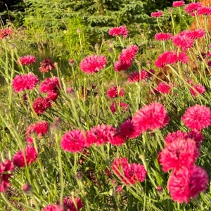 Tall Red Cornflower Seeds - Bachelor Button Red Wildflower (30 Seeds) Annual - Image 9