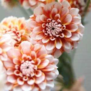 Tangerine Dream Dahlia Seeds - 40 Seeds - Pollinator Friendly - Heirloom Flower Seeds - Image 10
