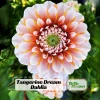 Tangerine Dream Dahlia Seeds - 40 Seeds - Pollinator Friendly - Heirloom Flower Seeds - Image 1
