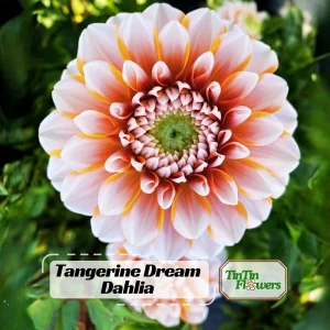 Tangerine Dream Dahlia Seeds - 40 Seeds - Pollinator Friendly - Heirloom Flower Seeds - Image 1