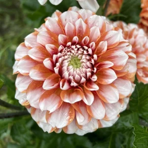 Tangerine Dream Dahlia Seeds - 40 Seeds - Pollinator Friendly - Heirloom Flower Seeds - Image 11