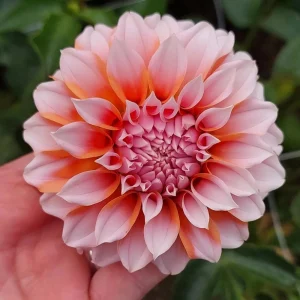 Tangerine Dream Dahlia Seeds - 40 Seeds - Pollinator Friendly - Heirloom Flower Seeds - Image 12