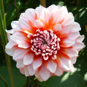 Tangerine Dream Dahlia Seeds - 40 Seeds - Pollinator Friendly - Heirloom Flower Seeds - Image 13