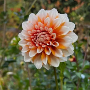 Tangerine Dream Dahlia Seeds - 40 Seeds - Pollinator Friendly - Heirloom Flower Seeds - Image 14