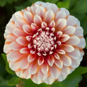Tangerine Dream Dahlia Seeds - 40 Seeds - Pollinator Friendly - Heirloom Flower Seeds - Image 15