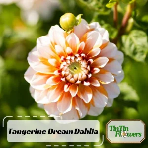 Tangerine Dream Dahlia Seeds - 40 Seeds - Pollinator Friendly - Heirloom Flower Seeds - Image 2