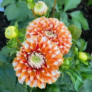 Tangerine Dream Dahlia Seeds - 40 Seeds - Pollinator Friendly - Heirloom Flower Seeds - Image 3